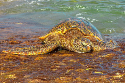 High angle view of turtle in sea