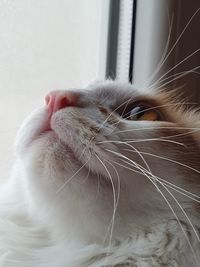 Close-up of cat at home