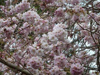 Low angle view of cherry blossoms in spring