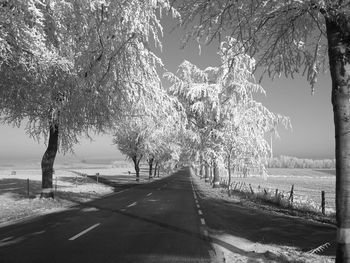 Road passing through trees