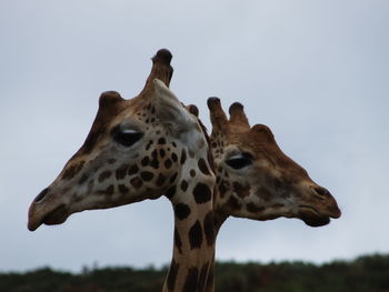 Close-up of giraffe against sky