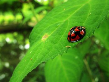 Close-up of ladybug on leaf