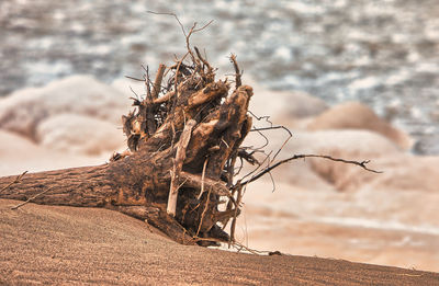 Close-up of driftwood on tree trunk on field