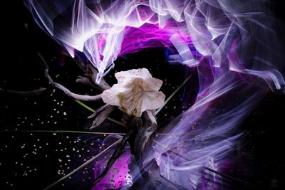 Close-up of wilted flower against black background