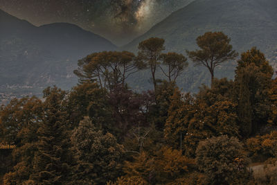 Trees in forest against sky during autumn