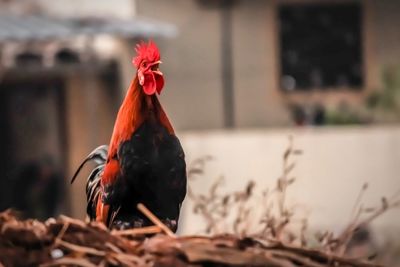 Close-up of rooster