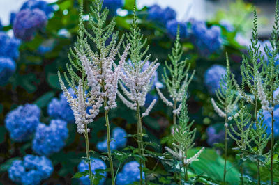 Close-up of purple flowering plant