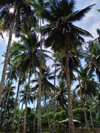 Low angle view of coconut palm trees against sky