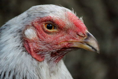 Close-up of a bird