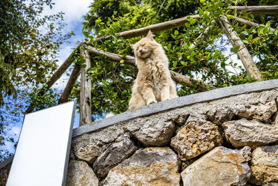 Low angle view of cat on tree