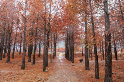 Trees in forest during autumn