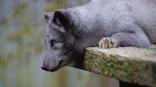 animal