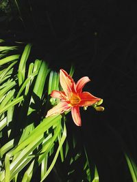 Close-up of red flowering plant