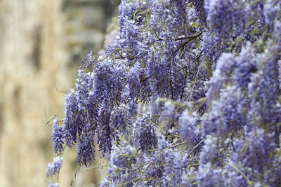 Close-up of purple flowering plant