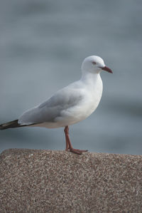 Seagulls perching on railing