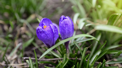 Close-up of purple crocus flower
