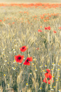 Wheat field with poppies