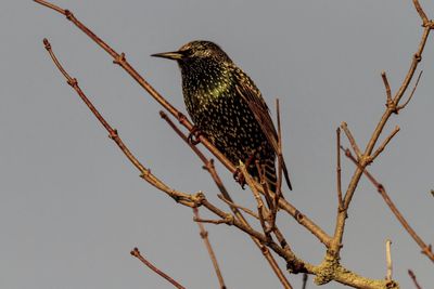 Low angle view of bird perching on branch against sky