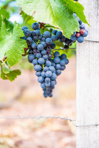 Close-up of grapes growing on plant