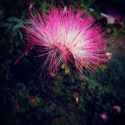 Close-up of thistle blooming outdoors