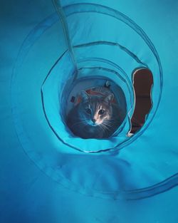 High angle view of cat swimming in blue water