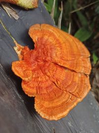 Close-up of autumn leaves on wood