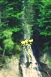 Close-up of yellow flower