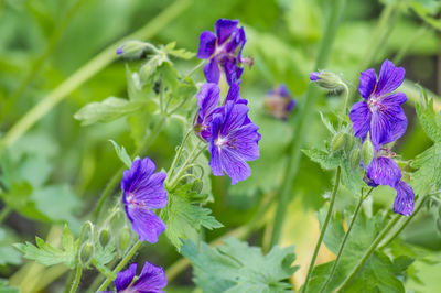 Close-up of purple flowering plants