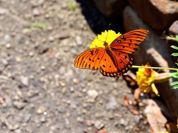 High angle view of butterfly on orange flower