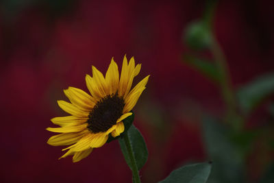 Close-up of yellow flower against blurred background