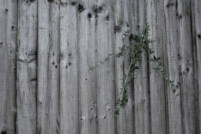 Full frame shot of wooden fence against wall