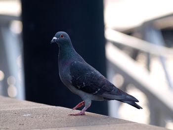 Close-up of pigeon perching on retaining wall