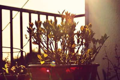 Close-up of potted plant against window