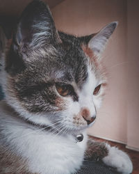 Close-up portrait of a cat looking away