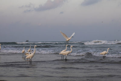 Birds in lake