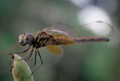 Yellow dragonfly from borneo