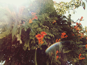 Low angle view of plants against sky