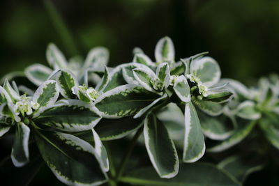 Close-up of fresh green plant