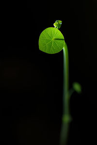 Close-up of leaf over black background