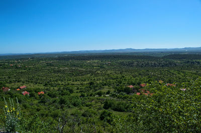 Scenic view of field against clear blue sky