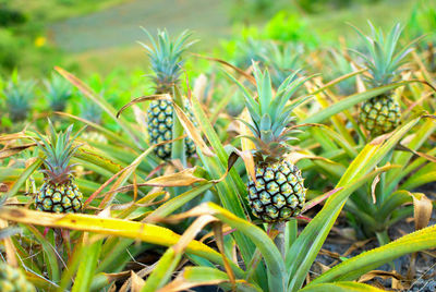 Close-up of fruit growing on field
