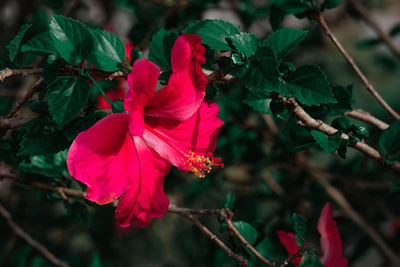 Close-up of pink hibiscus on plant