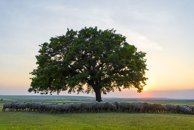 Tree on field against sky during sunset