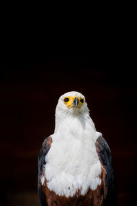 Close-up portrait of eagle against black background