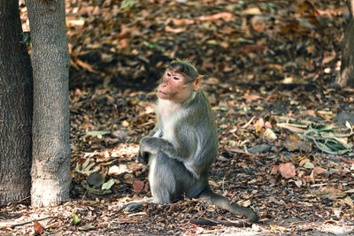 Monkey sitting on field