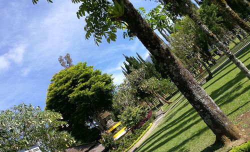 Low angle view of tree against sky