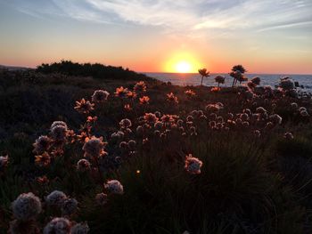 Silhouette plants on field against sky during sunset