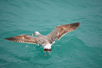 Bird flying over water