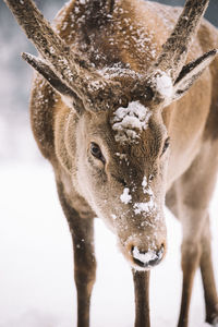 Close-up portrait of deer during winter