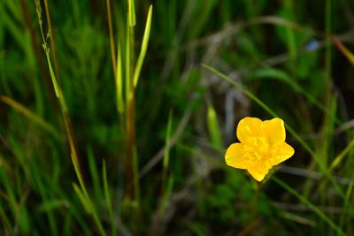 Close-up of yellow flowering plant on field